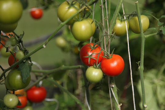 Tomatoes growing in a greenhouse. Horizontal view.