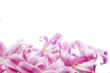 Obraz premium Flower curls isolated on white background with copy space
