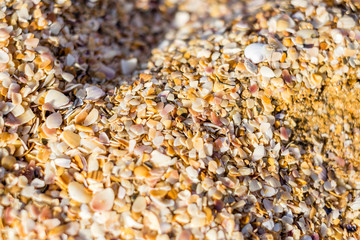small seashells on the beach