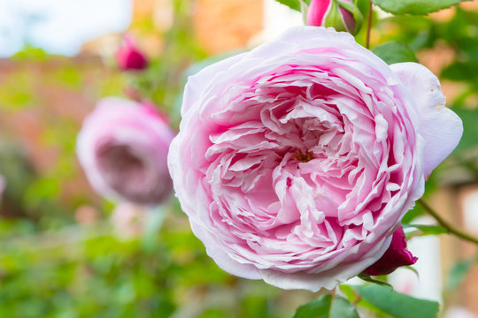 Fototapeta Beautiful soft pastel pink layered David Austin roses in English summer garden