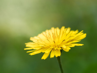 Taraxacum officinale and green background in spring