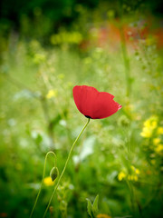 Papaver rhoeas and green background in spring season