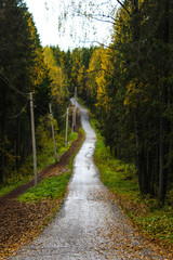 Obraz premium road to autumn