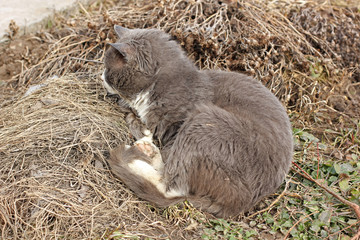The cat sleeps on the street