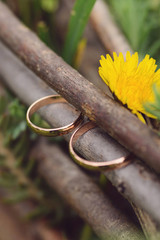 Rings in Branches with Dandelion