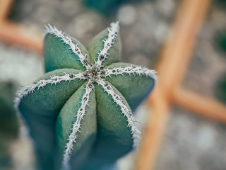 Green Cactus Pachycereus marginatus Closeup Trunk Detail Showing its Spike Rows on the Ribs. Cactus...