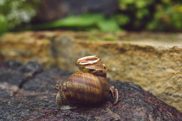 Golden Rings on Snail