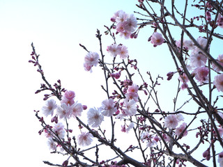 彼岸桜