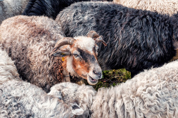 cute sheep in the herd