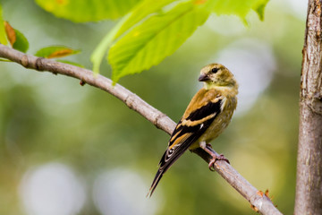 chardonneret