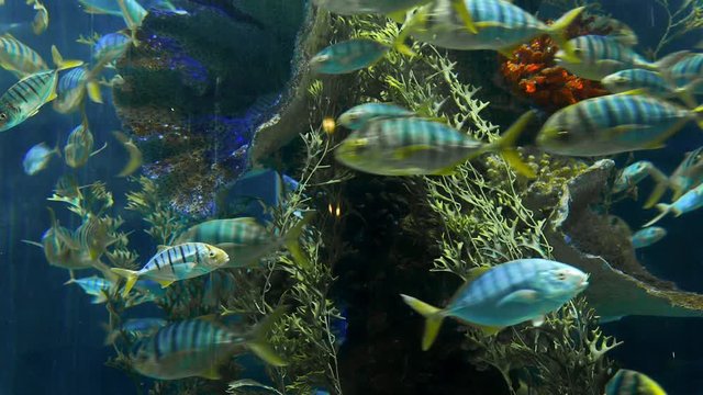 Striped fishes swim around rock reef under deep blue water, school of fish in the deep of the sea, blue waters, coral reefs