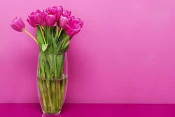 Pink tulips in a vase on a pink background. Copy space