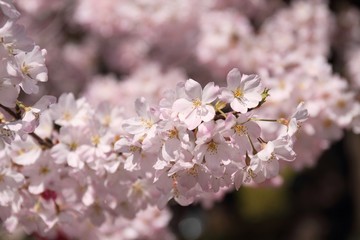 Fototapeta premium 桜（ジンダイアケボノ）