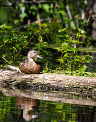 canard bébé