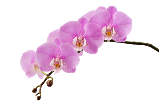 Fototapeta Phalaenopsis
