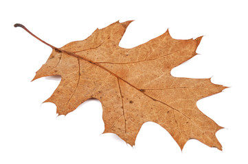 dry oak leaf on white