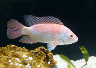 Tilapia Fischzucht, Fischmast Aquaponic, Buntbarsch Fisch im Aquarium