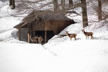 young deers near a recovery in cold winter