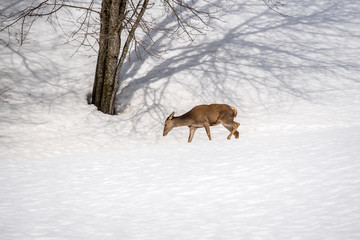female deer walking in the snow on winter in a park