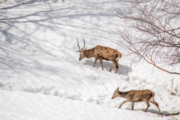 male and female deer walking in the snow in a park in northern I