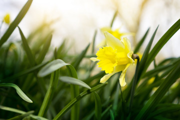 Fototapeta premium Selective focus of Daffodils flower field in evening light at countryside in England, Beautiful yellow Narcissus flowers
