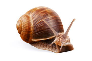 live snail on white