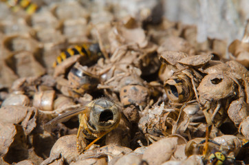 Wespennest im Winter