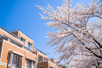桜とマンション
