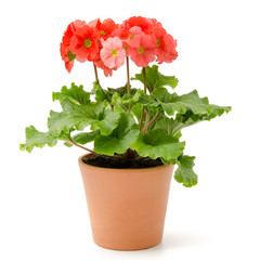 Becherprimel (Primula obconica)