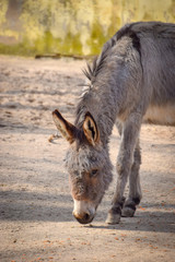 Equus, Esel, Pferd, Hausesel, Vierbeiner, essen