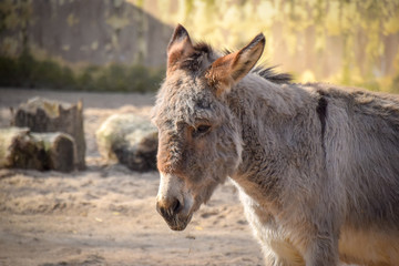 Equus, Esel, Pferd, Hausesel, Vierbeiner