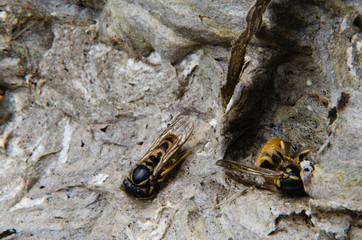 Wespennest im Winter