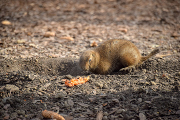 Cynomys ludovicianus, Präriehund, Tier, Frei, Buddelt ein Loch, Dreck, Erde, Fell, essen 

