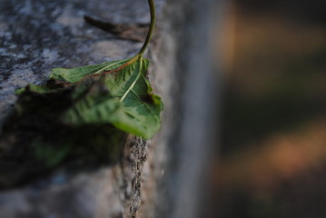 nature
