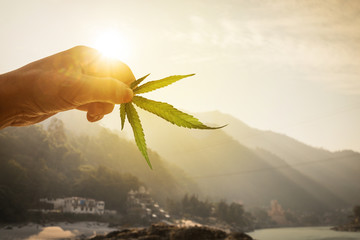 Leaf of cannabis in the hand in the setting sun on blurred background