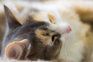 portrait of a cat closeup