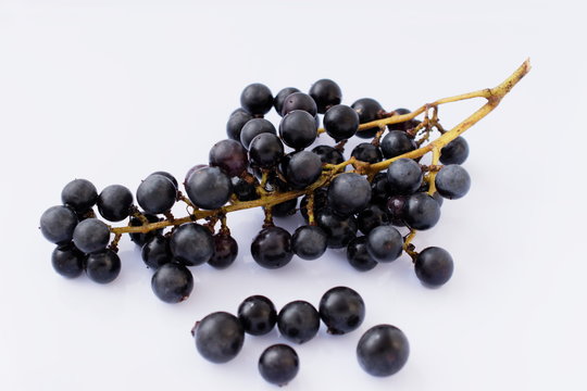 山葡萄 の画像 270 件の Stock 写真 ベクターおよびビデオ Adobe Stock 山葡萄 の画像 270 件の Stock 写真 ベクターおよびビデオ Adobe Stock