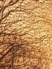 texture in sunlight of tree vines on wall side bricks house