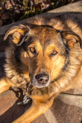 golden color dog close up