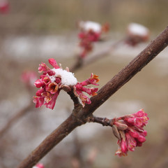 Dawn Viburnum bush with pink flowers covered by snow. V. bodnantense in the winter garden