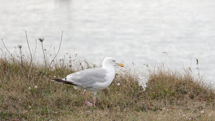 Goëland sur l'île de Houat