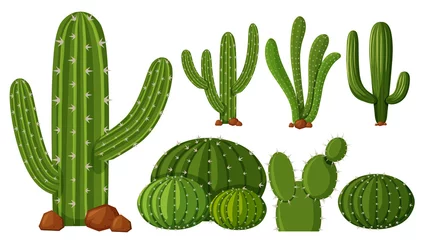 Muurstickers Cactus Verschillende soorten cactus