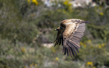 Eurasian Griffon Vulture in flight on a sunny day