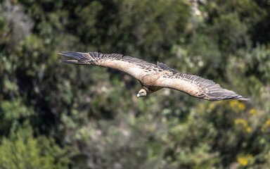 Eurasian Griffon Vulture in flight on a sunny day