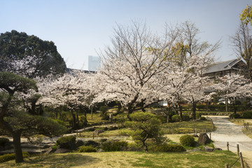 あべのハルカスの見える桜の園