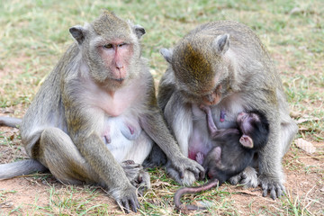 Fototapeta premium Baby monkey suckling milk from his mother
