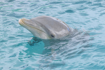 Fototapeta premium Dolphin portrait