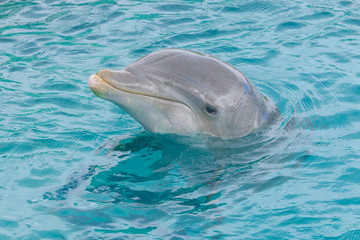 Dolphin portrait