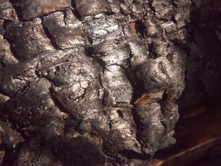 close up black texture of burnt charred tree stump forest charcoal shiny cracked
