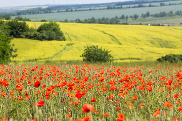 Wonderful poppy field in late may